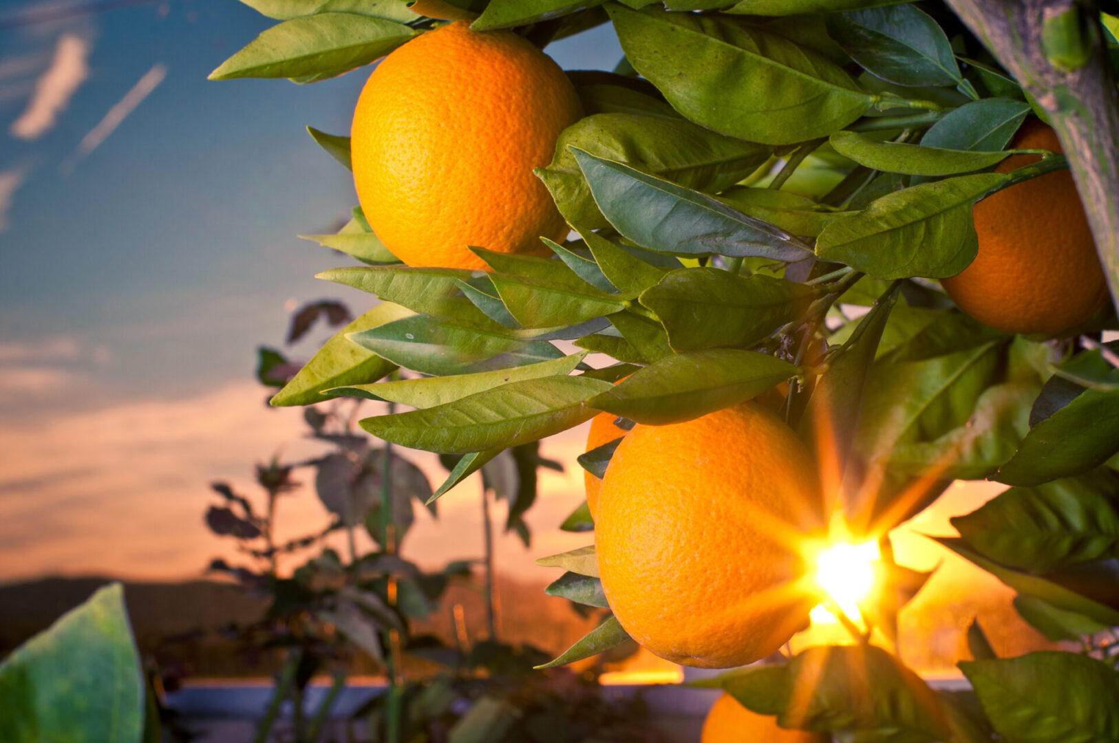 Medium large fruit is deep orange in color and seedless.